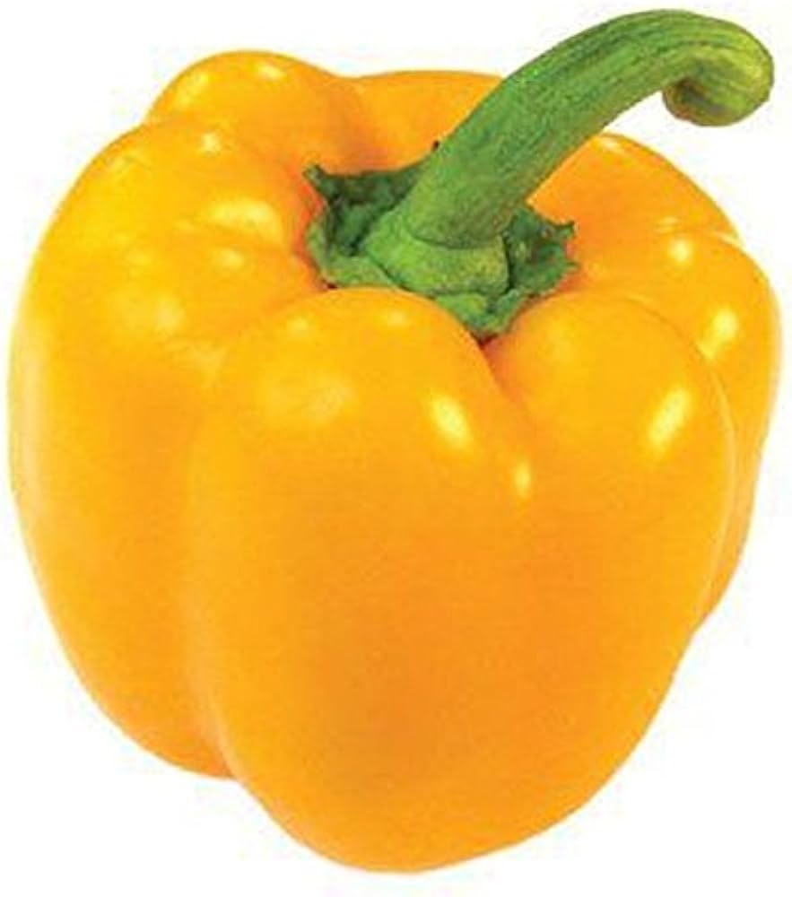 Sunbright (Paprika) for planting in garden